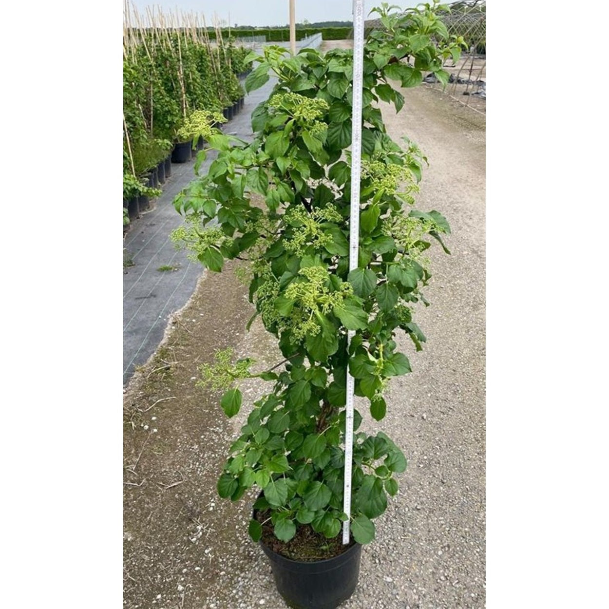 Hortensia – Hydrangea arborescens 'Pink Percussion' - C12 125-130 CM